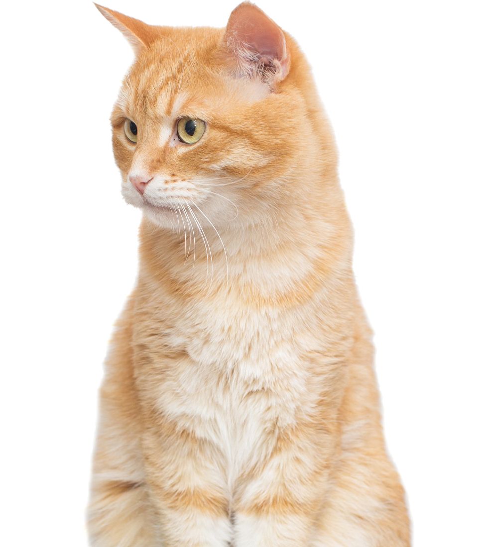 orange cat on white background